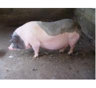 Gừng và prebiotic thúc đẩy các vi khuẩn có lợi ở lợn