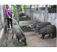 Kỹ thuật làm chuồng nuôi lợn rừng ( mô hình bán hoang dã)