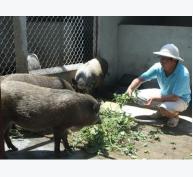 Kỹ sư thủy lợi mát tay nuôi lợn rừng