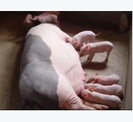 Phòng trị bệnh lợn nghệ
