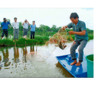 Lúa thơm, tôm sạch