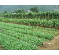 Nâng cao thu nhập từ trồng rau an toàn theo tiêu chuẩn VietGap