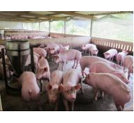 Biện pháp nâng cao hiệu quả thụ tinh nhân tạo lợn nái