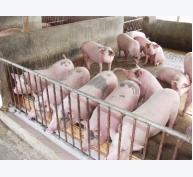 Quy trình sản xuất và phối trộn thức ăn dùng trong chăn nuôi lợn