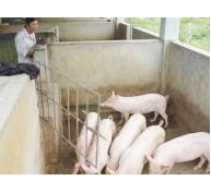 Bệnh lợn gạo, nguyên nhân và cách phòng trị