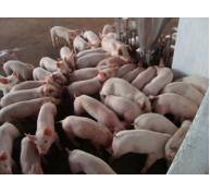Bệnh khô thai ở lợn, nguyên nhân và cách phòng trị