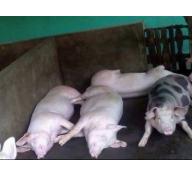 Nguyên nhân lợn con chết khi sinh