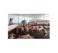 Biện pháp nâng cao tỷ lệ nạc trong chăn nuôi lợn