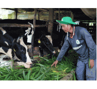 Mô hình nuôi bò sữa giúp đồng bào Khmer giảm nghèo bền vững