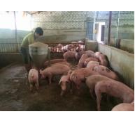 Mô hình nuôi lợn GAHP ngày càng lan tỏa