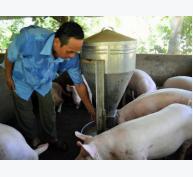 Giá lợn giảm mạnh, người nuôi “đặt cược” vụ Tết