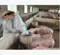 Giá lợn hơi giảm mạnh, khó bán: Không thể mạnh ai nấy làm