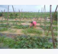 Một số giải pháp khôi phục sản xuất sau mưa lũ ở Nam Trung Bộ