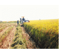 Vụ đông xuân 2016-2017: Giảm trồng lúa, tăng liên kết trồng rau
