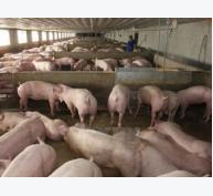 Giá lợn hơi giảm mạnh, khó bán: Cần “bàn tay” đàm phán của Chính phủ
