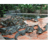 Phụ thuộc thị trường Trung Quốc, cá sấu Việt khó “bơi xa”