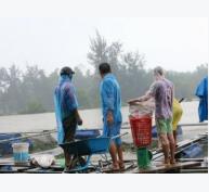 Quảng Nam: Dân nuôi cá lồng bè lao đao vì hồ Phú Ninh xả lũ