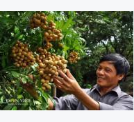 Tái cơ cấu nông nghiệp ở Hưng Yên: Đạt 150 triệu đồng/ha canh tác