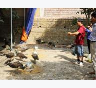 NTM Bắc Ninh: Nuôi chim quý lợi nhuận cao