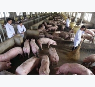 Trung Quốc chuyển mạnh nuôi lợn quy mô lớn