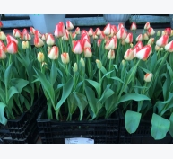 8 giống hoa tulip phù hợp trồng vụ đông miền Bắc