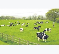 Kinh nghiệm nuôi bò sữa cho năng suất cao ở Mỹ