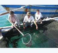 Quảng Ngãi: Nhân rộng mô hình nuôi cá mú trong lồng