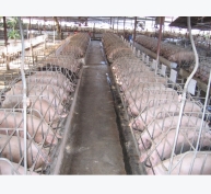 Hoạt chất dinh dưỡng tăng năng suất và hiệu quả sinh sản ở lợn