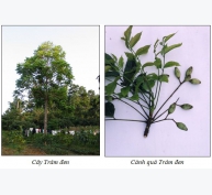 Kỹ thuật trồng và chăm sóc cây trám đen
