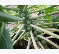 Kỹ thuật trồng cây bắp cải tí hon tại nhà ăn quanh năm