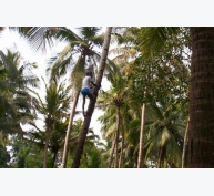 Phát triển dụng cụ canh tác giúp cải thiện năng suất trồng dừa