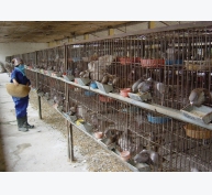 Kỹ thuật chăn nuôi chim bồ câu Pháp