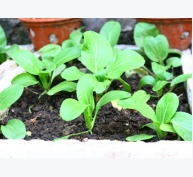 Bỏ túi kỹ thuật trồng rau cải chip mùa thu tại nhà xanh non mơn mởn