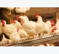 Tăng cường sức khỏe chân ở gà thịt thông qua dinh dưỡng và quản lý
