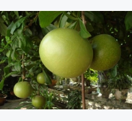 Kỹ thuật trồng cây Đào tiên vừa làm cảnh vừa lấy quả chữa bệnh cực tốt