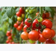 Công cụ di truyền xác định gen giống cà chua và đậu tương năng suất cao