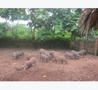 Yên Bái: Anh Giang nuôi lợn rừng lai theo “chuỗi”