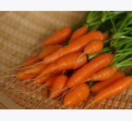 Kỹ thuật trồng cây cà rốt tí hon ngon, bổ, rẻ, ngắm đã mắt