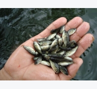 Đẩy mạnh nuôi cá chép và cá rô phi giống