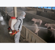 Khử trùng chuồng trại thường xuyên để tăng năng suất chăn nuôi lợn