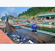Tuyên Quang phát triển cá lồng đặc sản VietGAP