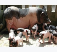 Kỹ thuật chọn giống nâng cao năng suất sinh sản của lợn nái
