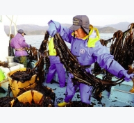 Nhật Bản: Phát triển nghề trồng tảo