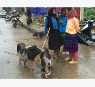 Chăm sóc gia súc, gia cầm trong mùa mưa bão