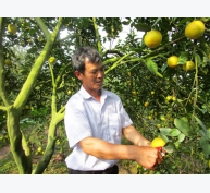 Nông dân Hưng Yên trồng cam VietGap