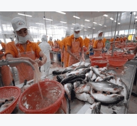 Doanh nghiệp cá tra hưởng lợi lớn tại thị trường Mỹ