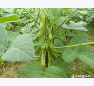 Thanh Chương trồng đậu tương rau xuất khẩu sang Nhật