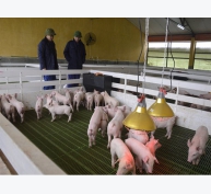 Những giống lợn chất lượng ngoại mang thương hiệu Việt