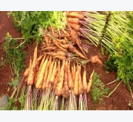 Bón NPK-S Lâm Thao cho cây cà rốt