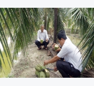 “Tỷ phú” trồng dừa xiêm xanh ở TP. Bến Tre